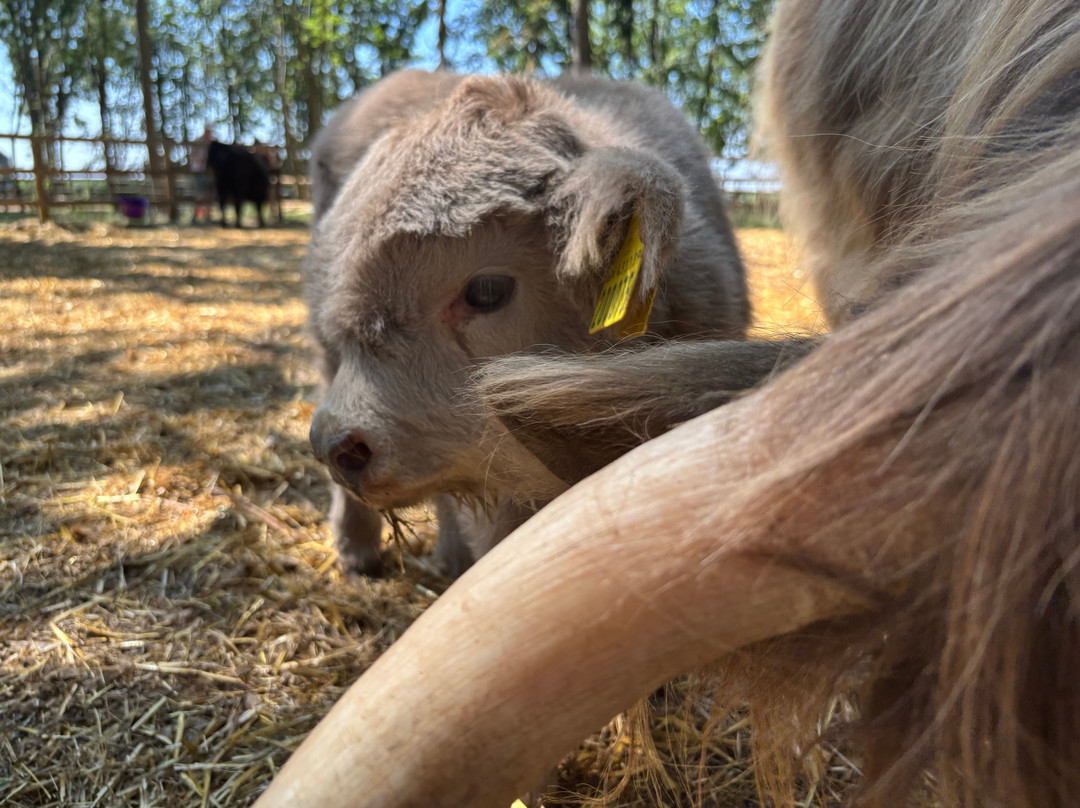 Rhosyn Farm Highland Cattle Experiences-Barton under Needwood必去景点
