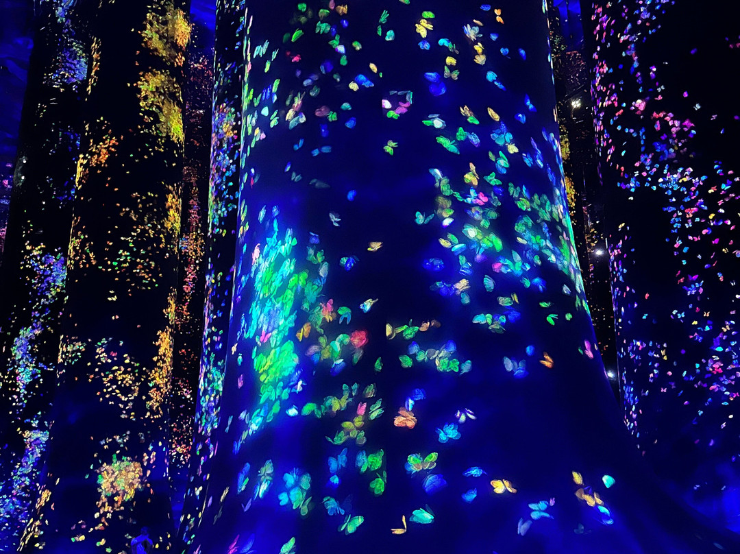 teamLab Phenomena Abu Dhabi-阿布扎比必去景点