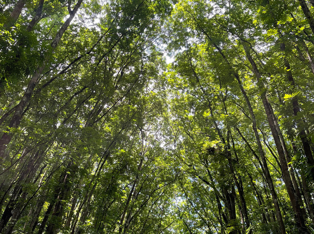 Bilar Man-Made Mahogany forest-Bilar必去景点