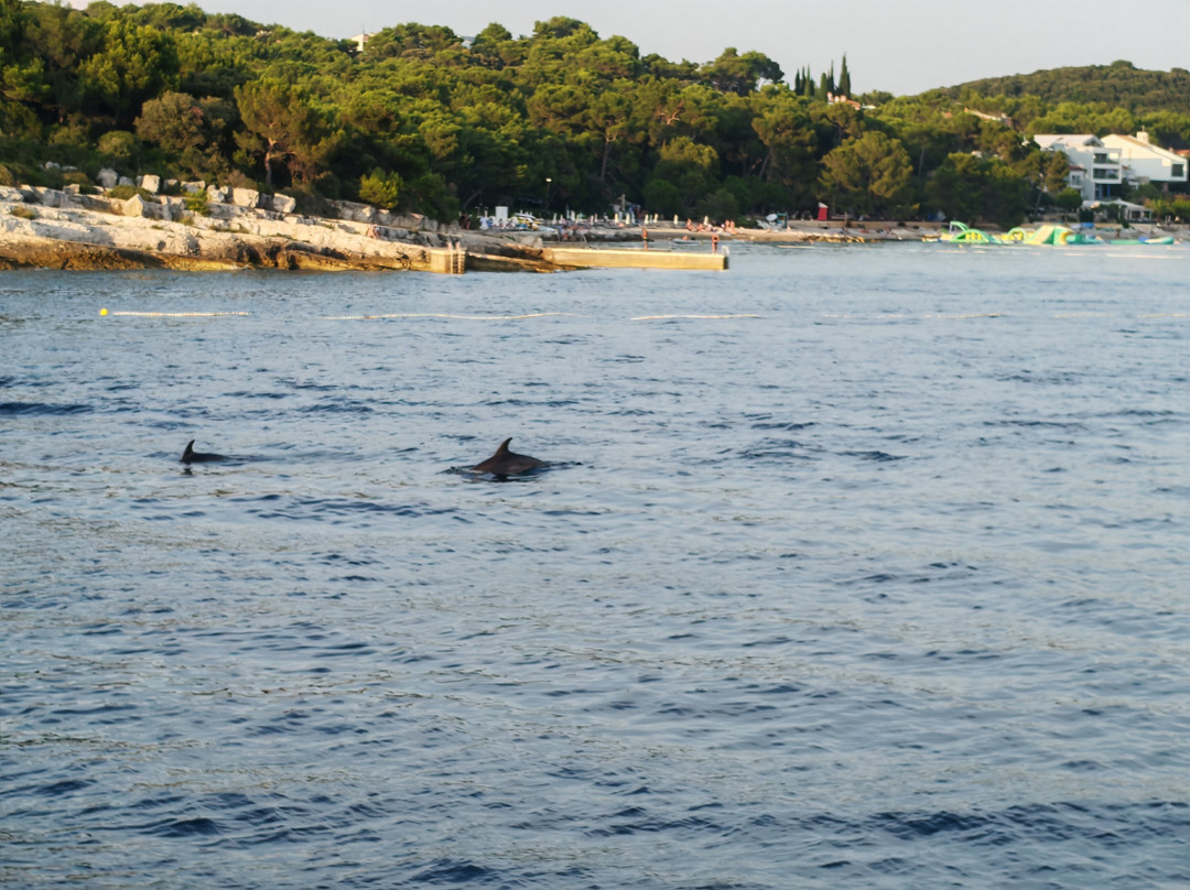 Dolphin Tours Istria-冯塔纳必去景点