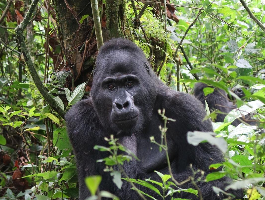Bwindi Impenetrable Forest-Western Region必去景点
