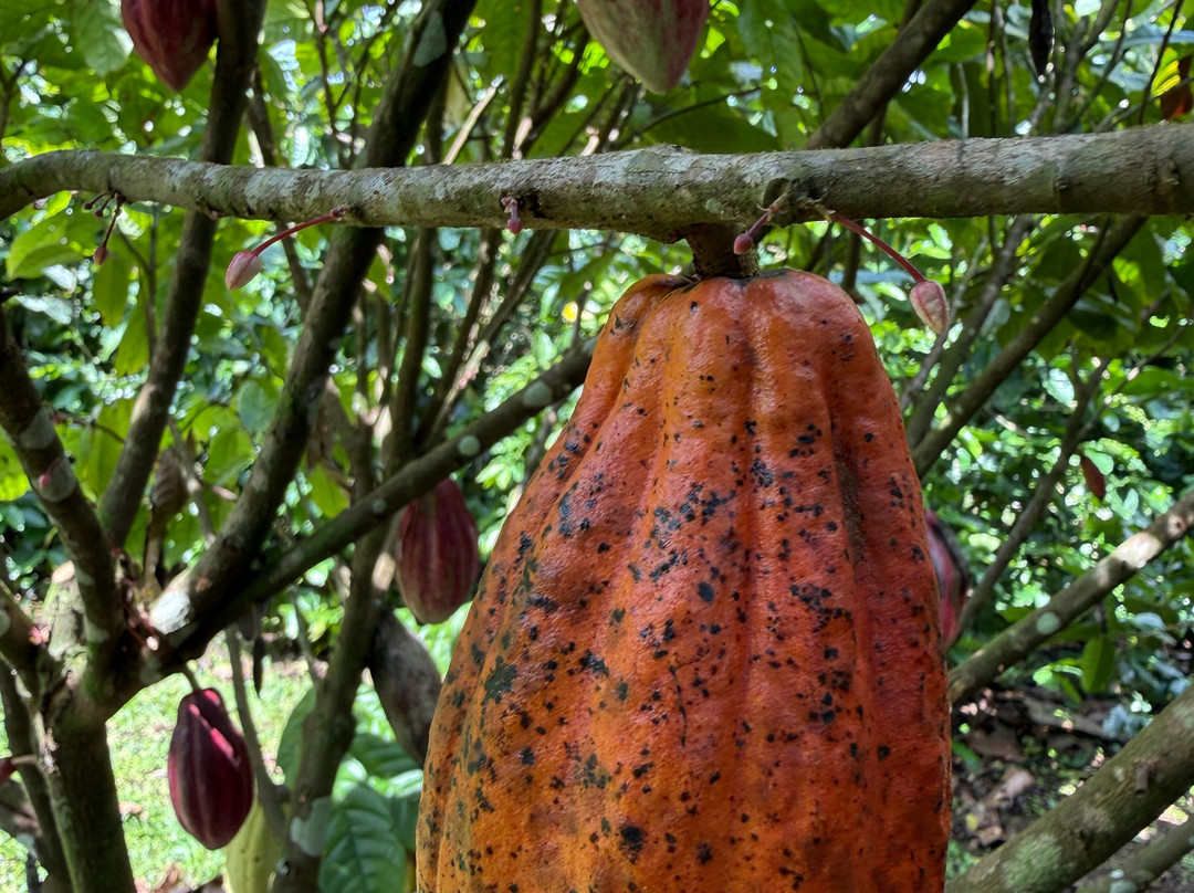 Cafe & Cacao Tour Bijagua-Bijagua de Upala必去景点