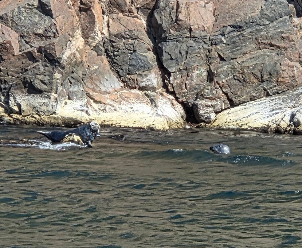 Captain Zodiac Whale Cruise-Cheticamp必去景点