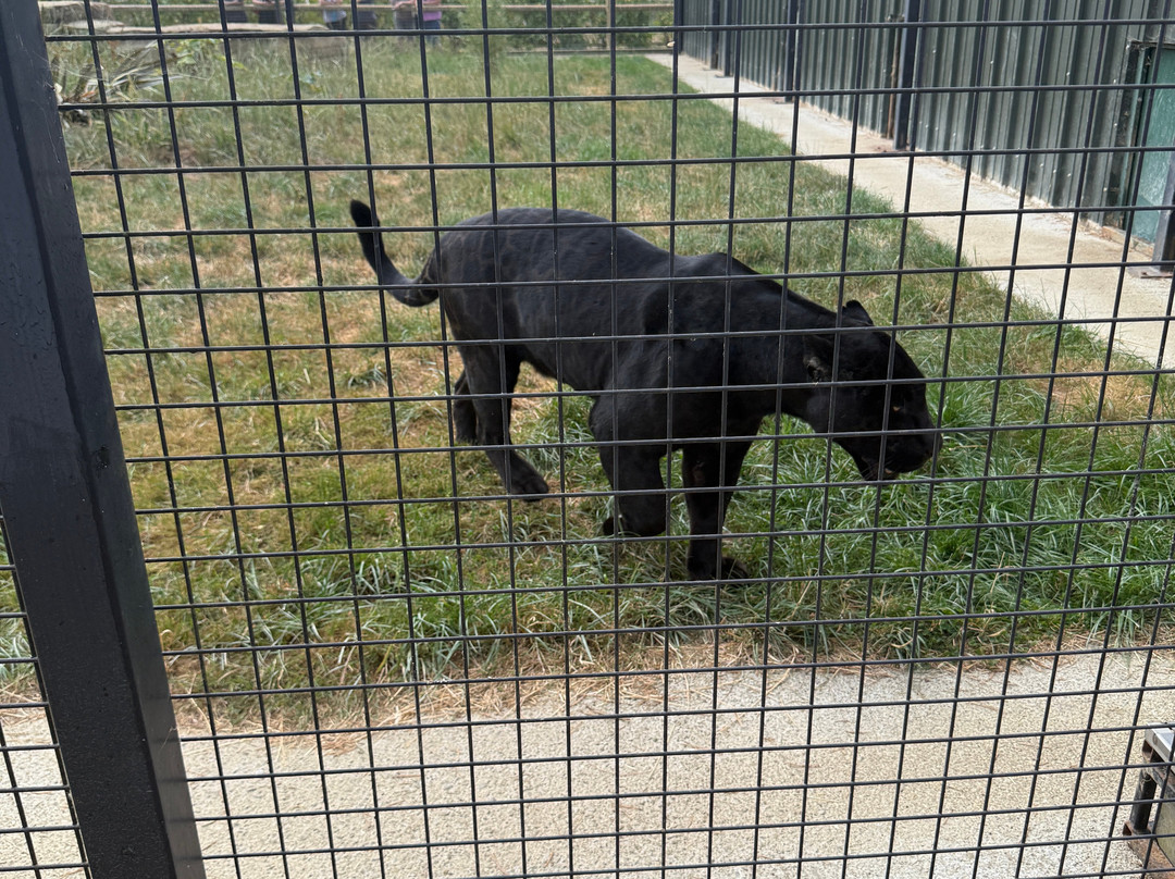 The Big Cat Sanctuary-Smarden必去景点