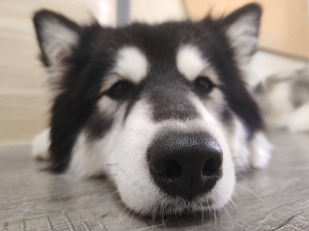 Hahahusky
