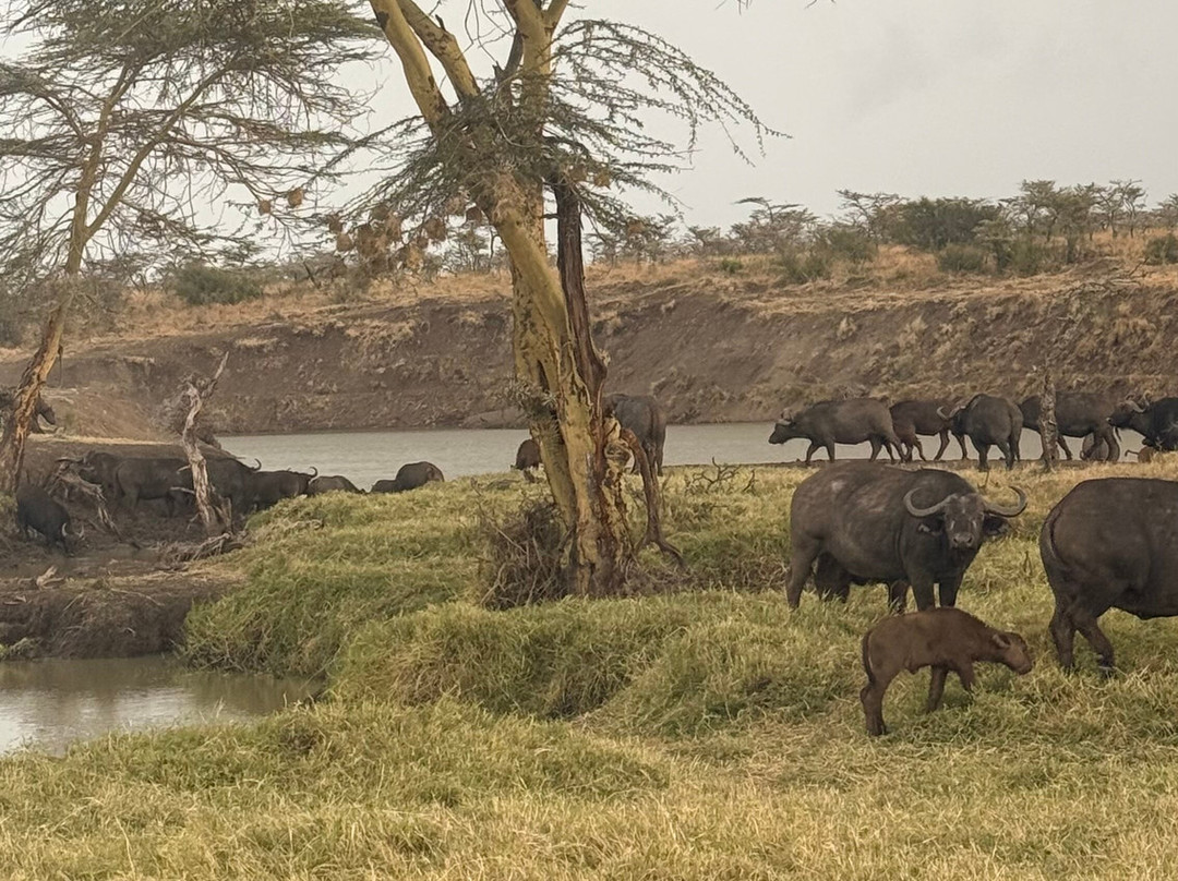 Ol Pejeta Conservancy-Laikipia County必去景点