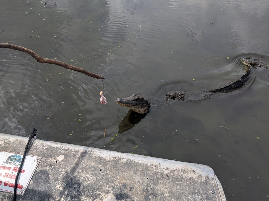 Ragin Cajun Airboat Tours-新奥尔良必去景点
