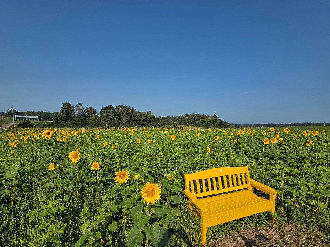 Brook Nadjiwon memorial sunflower garden-Richards Landing必去景点