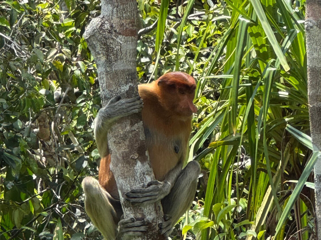 Monica Guide Orangutan Tour-Pangkalan Bun必去景点