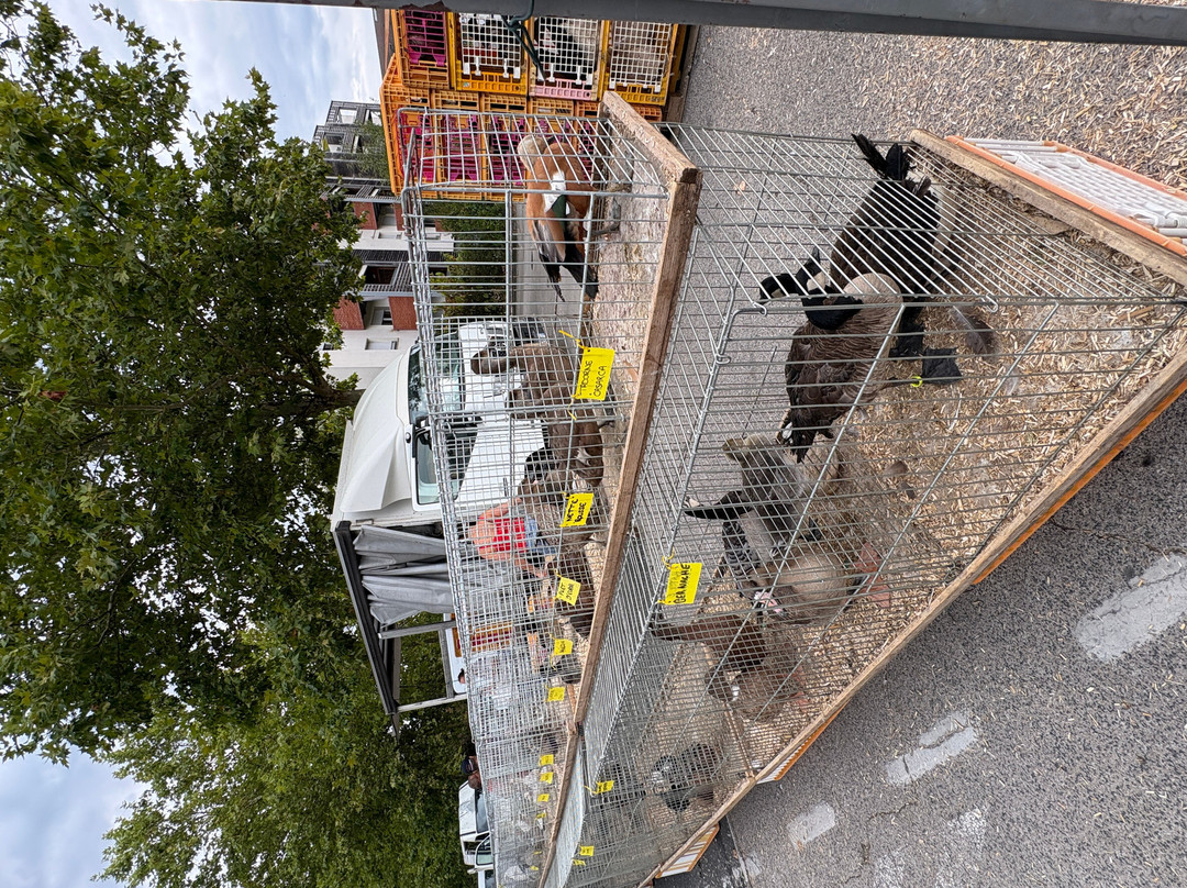 Marche Aux Volailles-Louhans必去景点