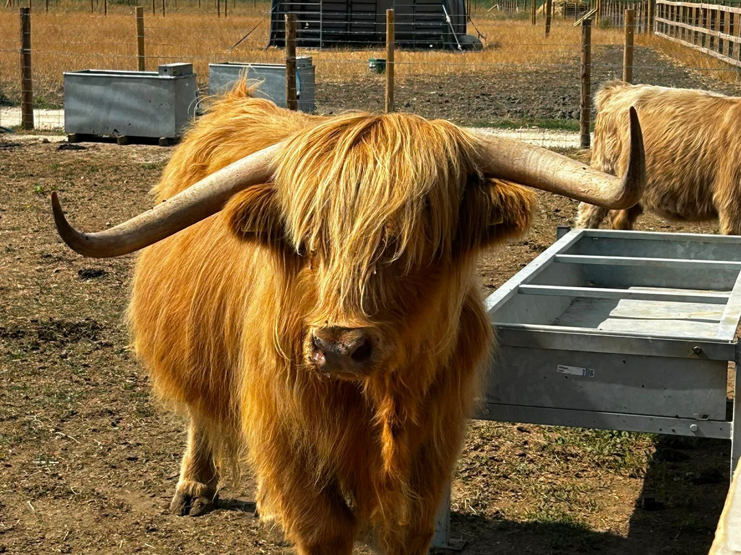 Highland Cow Cottage-剑桥必去景点