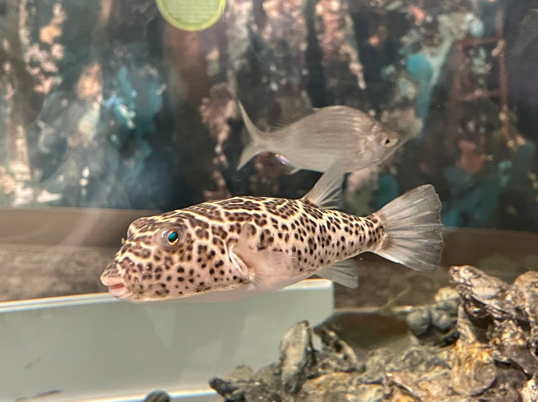 Florida Oceanographic Coastal Center-斯图尔特必去景点