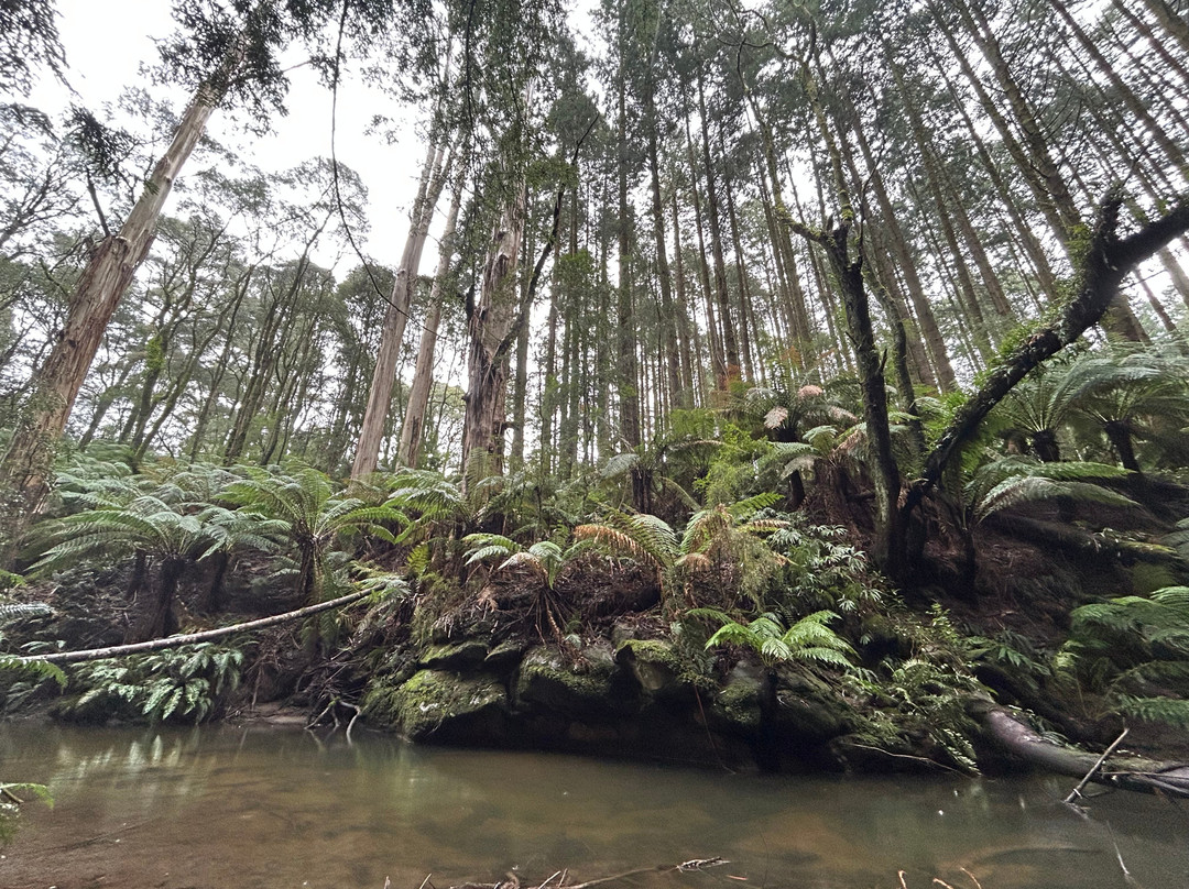 The Redwoods-Beech Forest必去景点