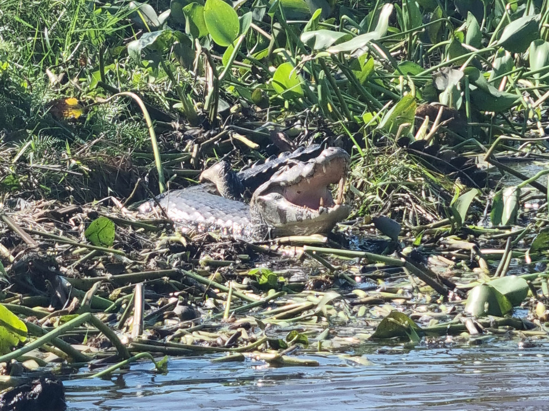 Pantanal Jaguar Safaris-Chapada dos Guimaraes必去景点