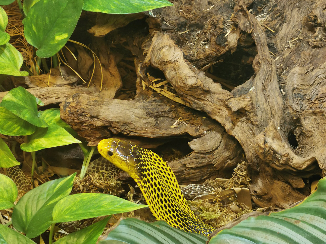 Reptilienzoo Nockalm-Patergassen必去景点