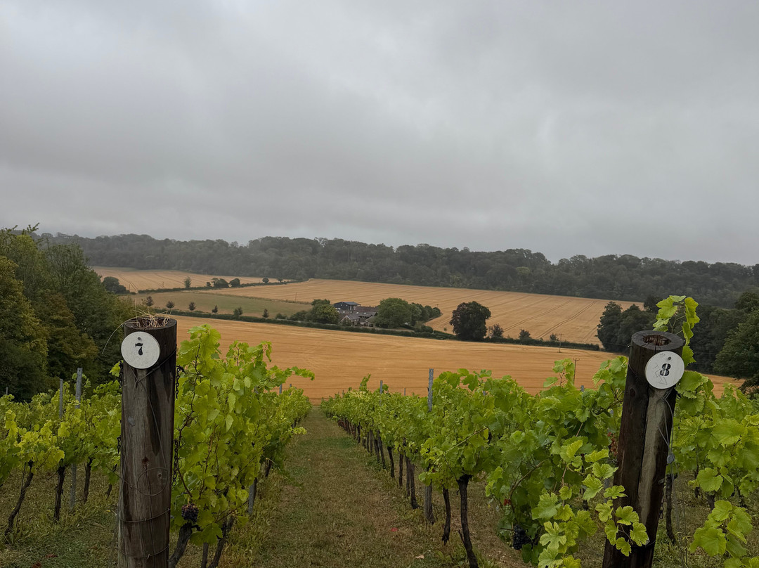 Hambledon Wine Estate-Hambledon必去景点