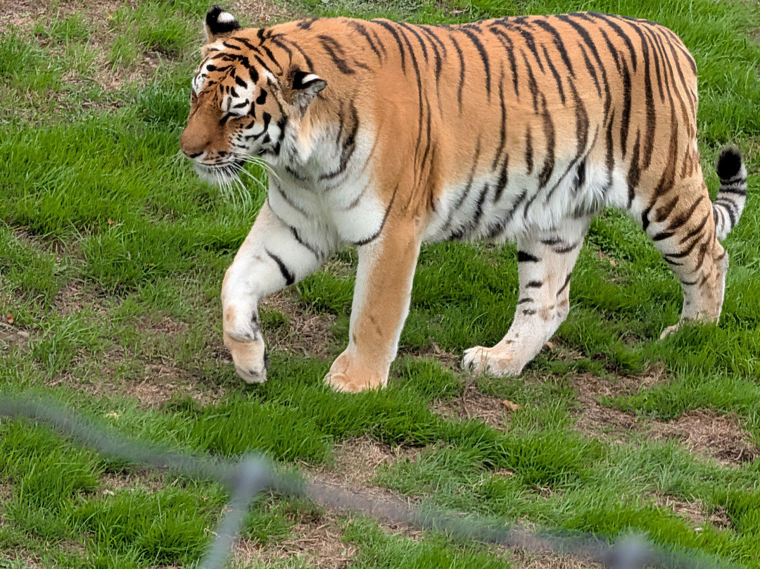 Yorkshire Wildlife Park-Auckley必去景点