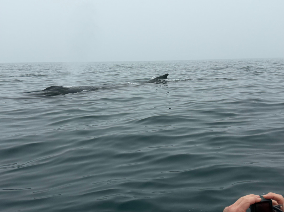 AWESOME Ocean Adventures-Freeport必去景点