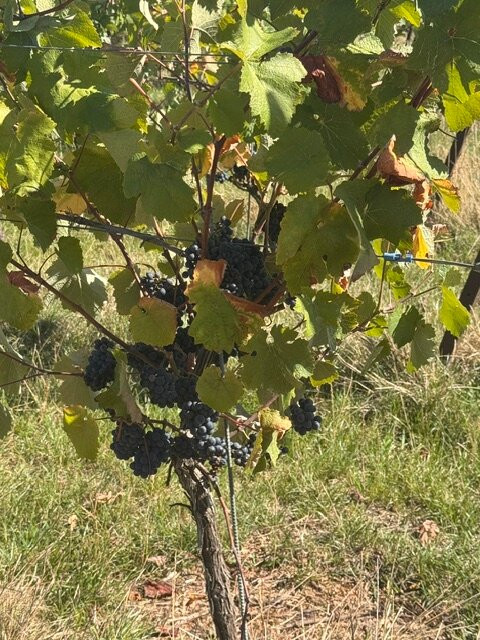 Kinsbrook Vineyard-Pulborough必去景点