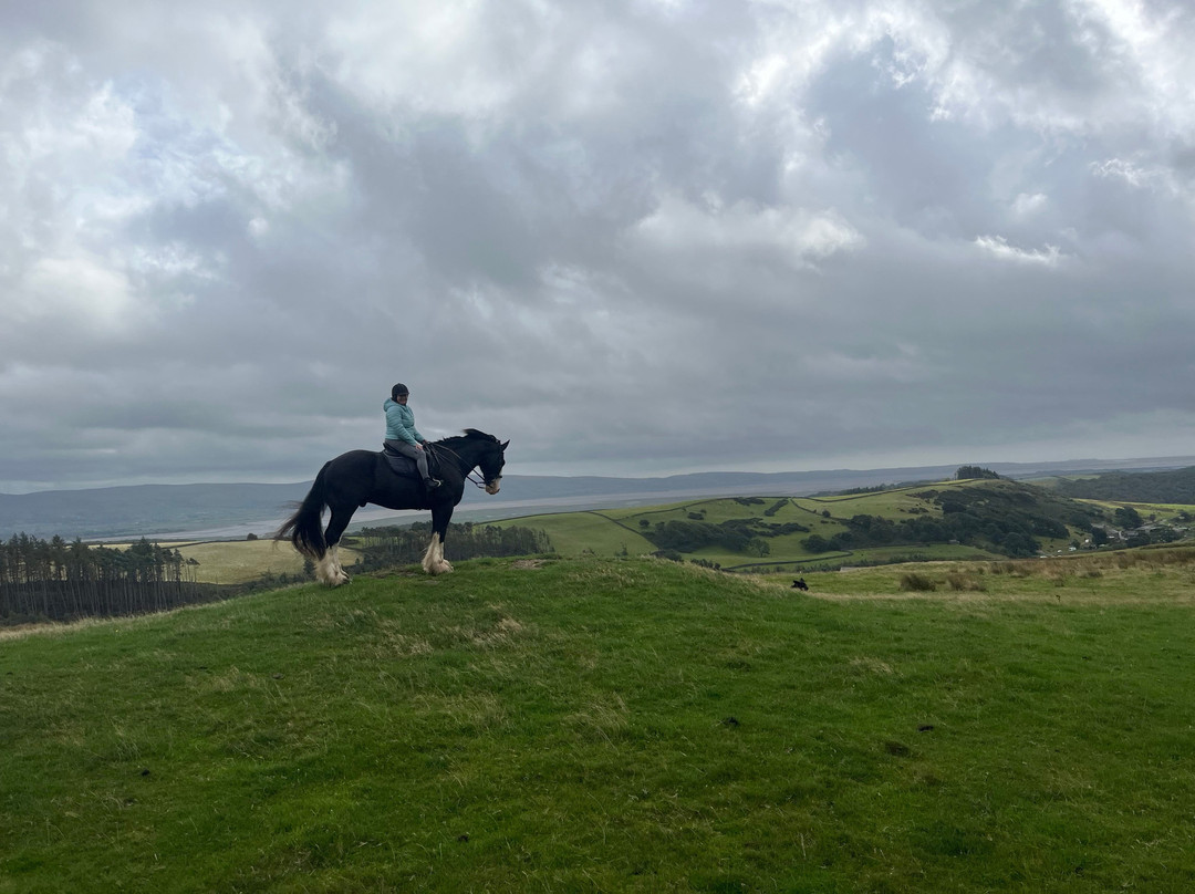 Cumbrian Heavy Horses-Millom必去景点