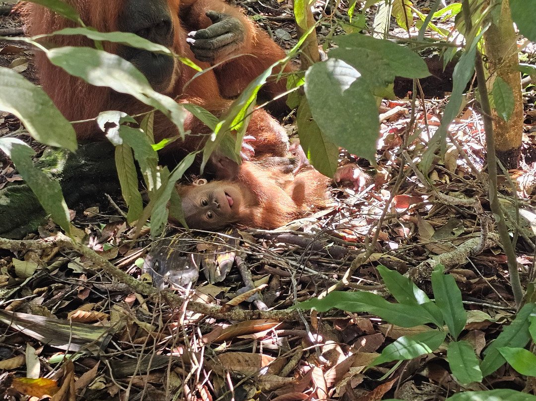 Trekking Orangutan Sumatra-武吉拉旺必去景点