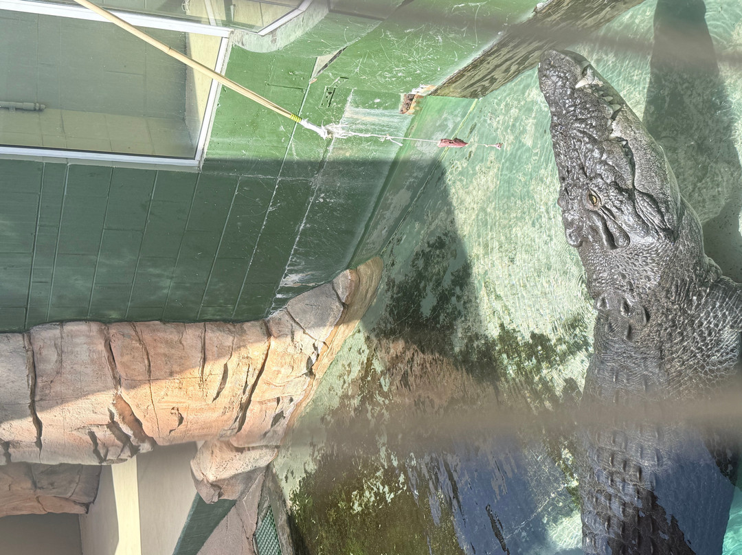 Crocosaurus Cove-达尔文市必去景点