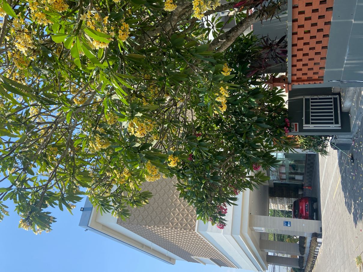 日惹弗拉塔酒店-原布埃诺科伦坡酒店-旅行者