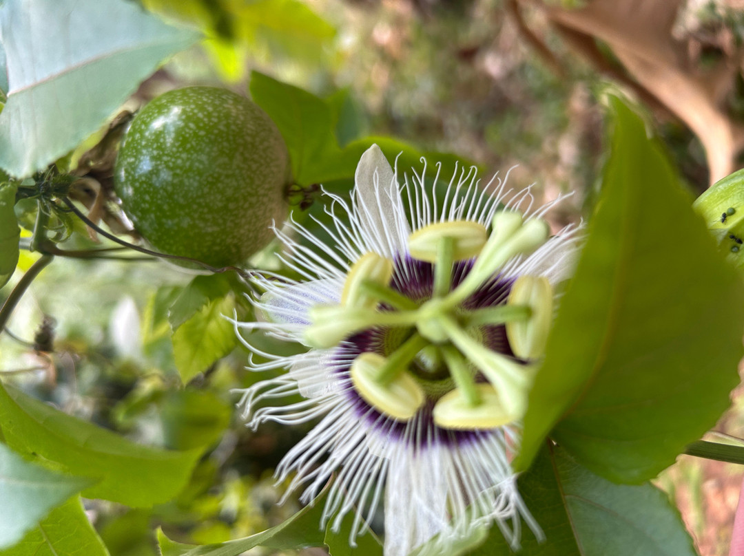 Sri Lanka Rundreise mit saman-加勒必去景点