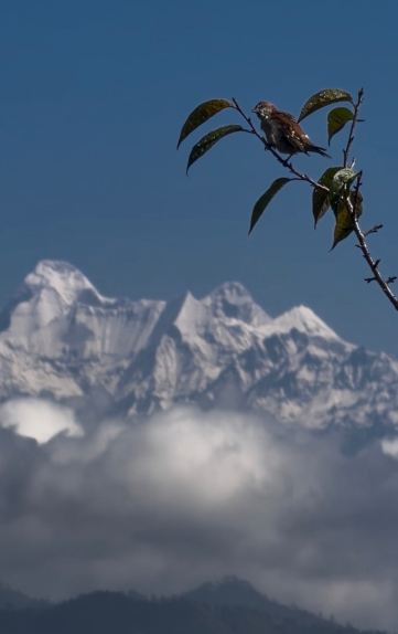 The Kumaon-旅行者
