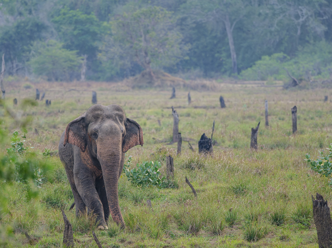 Wilpattu Safari Jeep-Wilpattu National Park必去景点