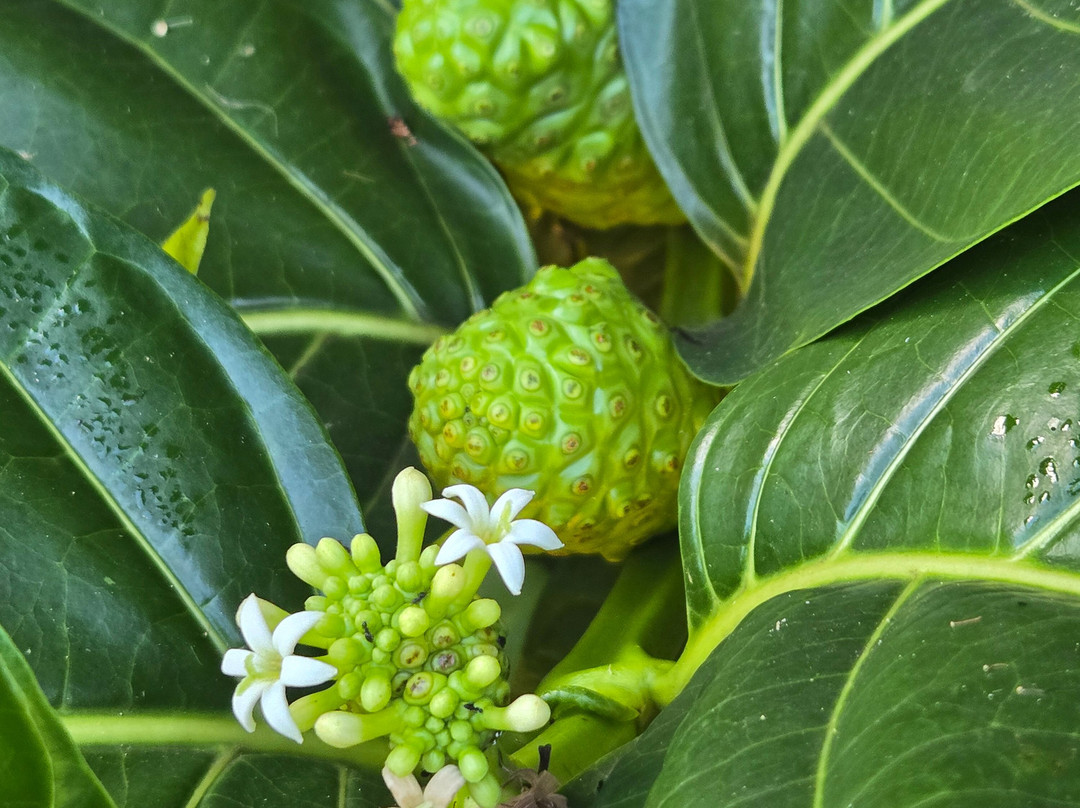 Hawaiian Organic Noni-基拉韦厄必去景点