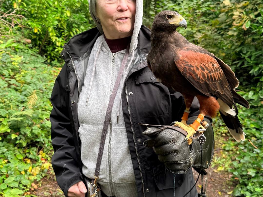 Ireland's School of Falconry-康镇必去景点