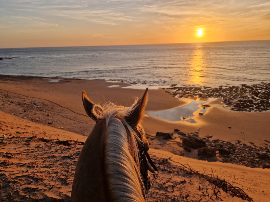Morocco Ocean Horses