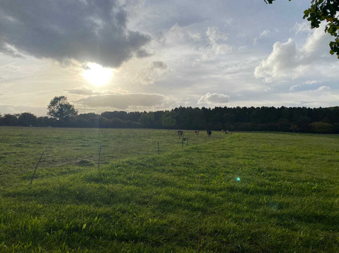 Ahimsa Dairy Experience