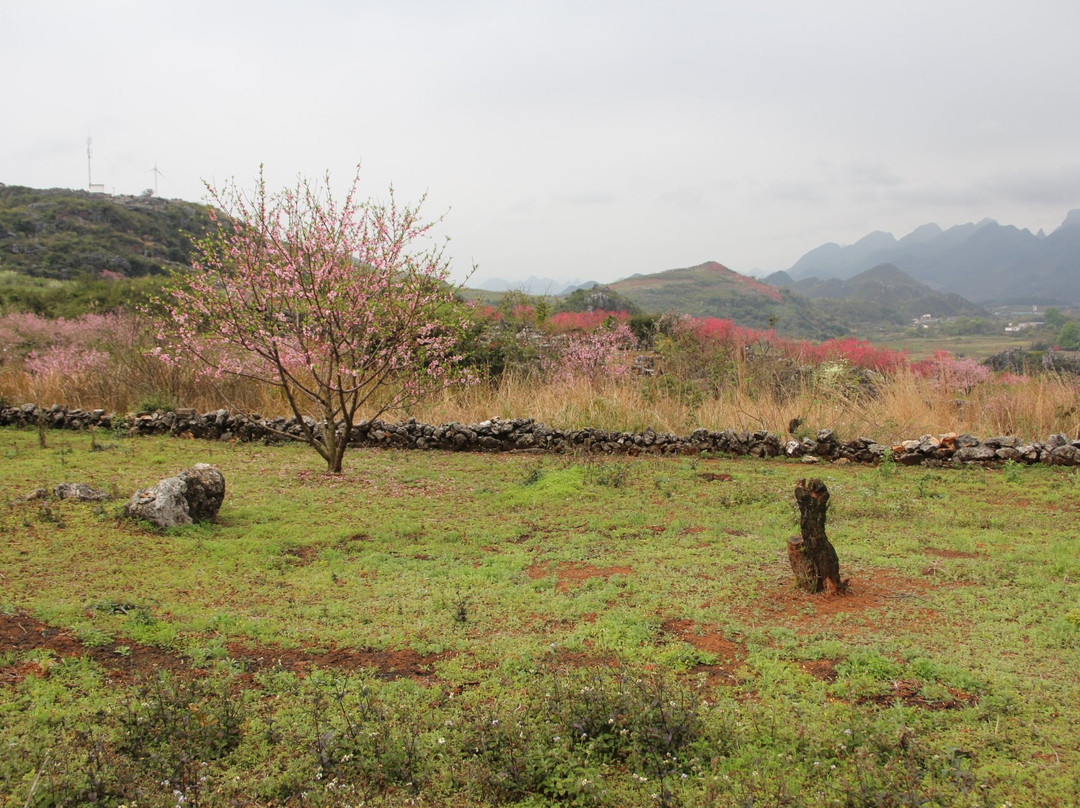 大岭山桃园-恭城瑶族自治县必去景点