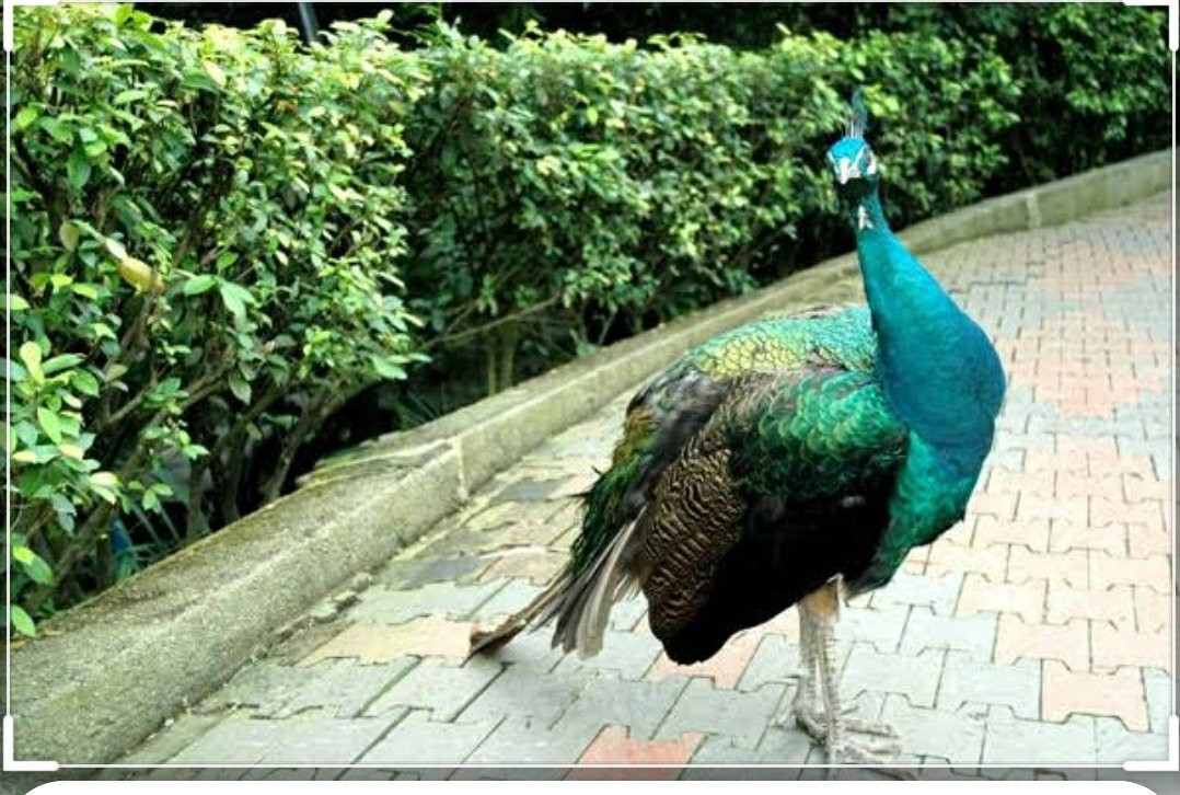 百鸟乐园-密山市必去景点