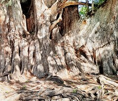 Arbol Milenario-Arroyo Seco必去景点
