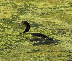 Leidam Bird Sanctuary-蒙提古必去景点