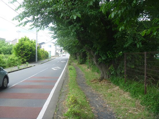 Tamagawa Green Road-三鹰市必去景点