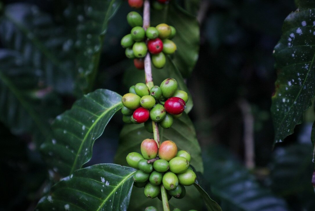 El Tour del Cafe Finca Don Silvano景点图片