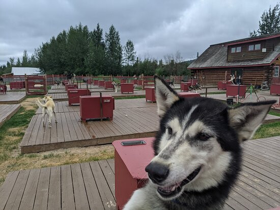 Trail Breaker Kennel-费尔班克斯必去景点