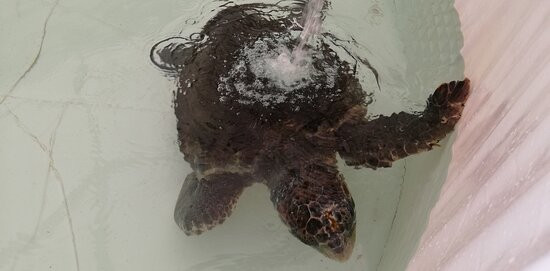 Aquarium Laguna di Nora-普拉必去景点