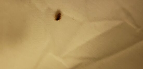 西柯维纳假日酒店主图