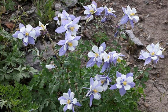 Yankee Boy Basin-乌雷必去景点