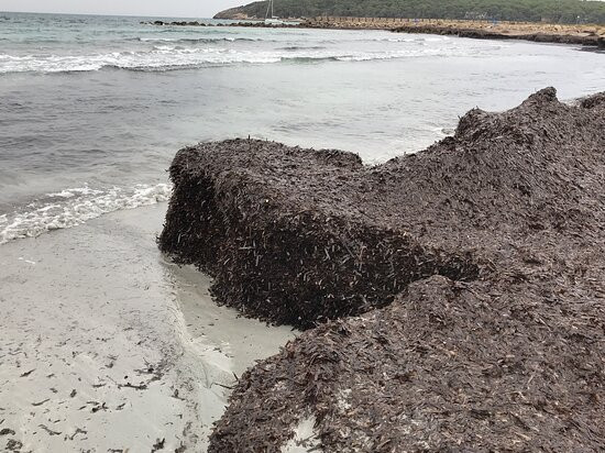 Bravo Porto Pino主图