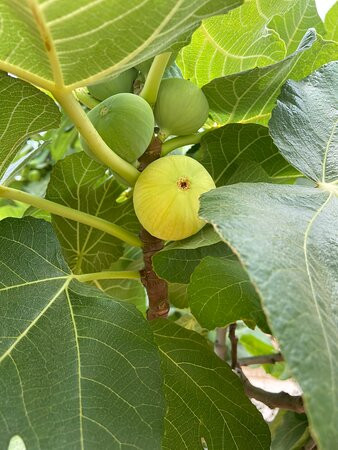 Tisan Koyu-Yesilovacik必去景点