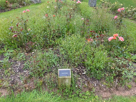 Sir Thomas and Lady Dixon Park-贝尔法斯特必去景点