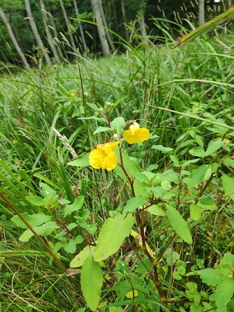 Bangsbo Botaniske Have-腓特烈港必去景点