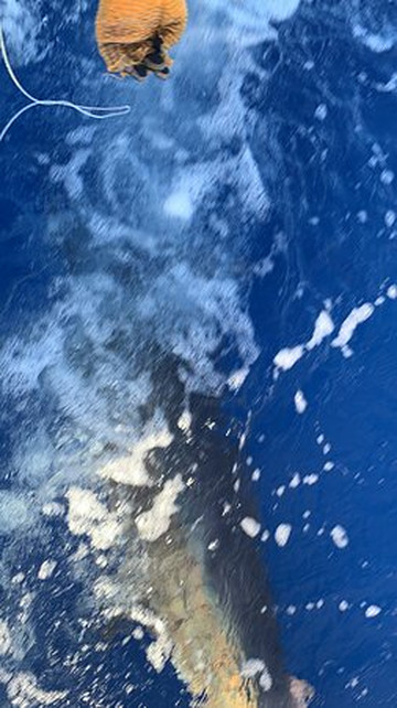 Kona Cowboy Sport Fishing-凯鲁瓦-柯纳必去景点