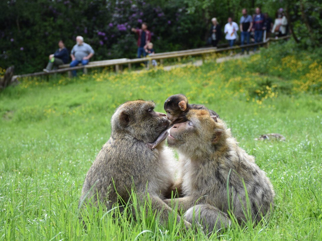 Trentham Monkey Forest景点图片